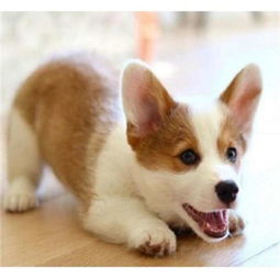 柯基換牙注意事項