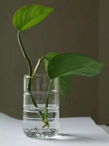 水培,注意事項(xiàng),換水,植物