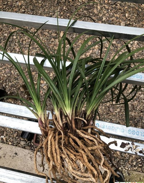 注意事項(xiàng),分株苗