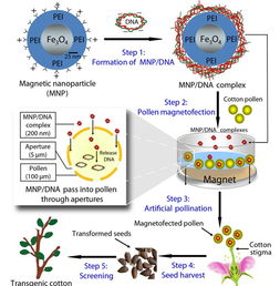 植物遺傳轉(zhuǎn)化的注意事項(xiàng)