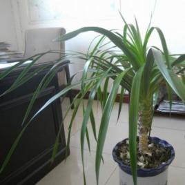 綠葉傘蘭的養(yǎng)殖方法和注意事項