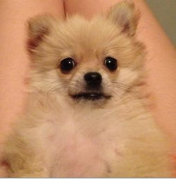 博美驅(qū)蟲注意事項,博美洗澡注意事項,博美飼養(yǎng)注意事項