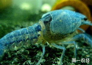 蝦脫殼要注意事項