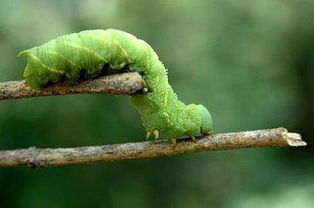 豆青蟲(chóng)養(yǎng)殖注意事項(xiàng)