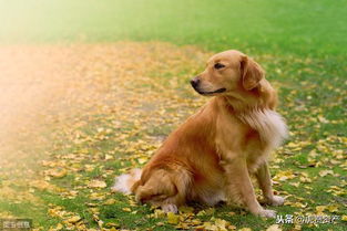 注意事項(xiàng),金毛