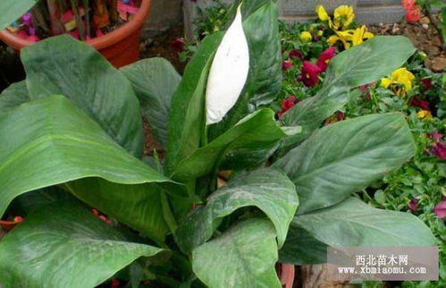 水培一帆風(fēng)順的養(yǎng)殖方法和注意事項(xiàng),白掌一帆風(fēng)順的養(yǎng)殖方法和注意事項(xiàng),一帆風(fēng)順的養(yǎng)殖方法和注意事項(xiàng)盆栽