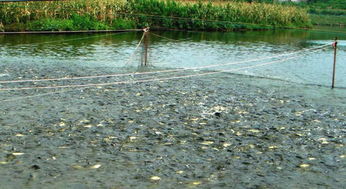 對蘭的養(yǎng)殖方法和注意事項(xiàng),鐵掌花的養(yǎng)殖方法和注意事項(xiàng),風(fēng)雨蘭的養(yǎng)殖方法和注意事項(xiàng)