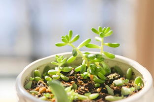 虹之玉繁殖注意事項