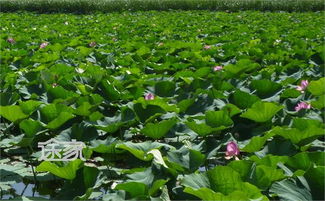 夏季北京旅游注意事項