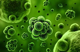 細菌的代謝產(chǎn)物實驗注意事項