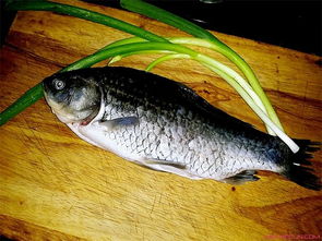 鯽魚解剖實(shí)驗(yàn)注意事項(xiàng),鯽魚解剖時注意事項(xiàng),鯽魚外形觀察和內(nèi)部解剖實(shí)驗(yàn)報告