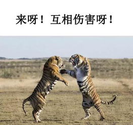 養(yǎng)非洲雕注意事項(xiàng)