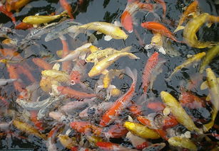 鯽魚,注意事項,養(yǎng)好錦