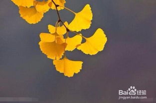 銀杏葉注射劑注意事項,銀杏葉分散片注意事項,服用銀杏葉的注意事項