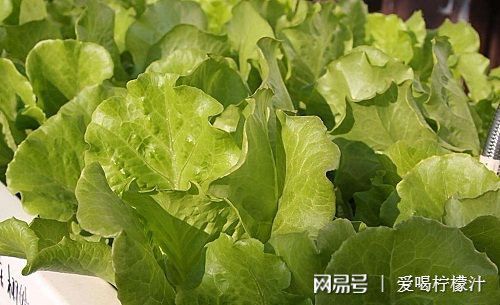 柯基換牙期注意事項,換牙期注意事項,換牙的時候注意事項