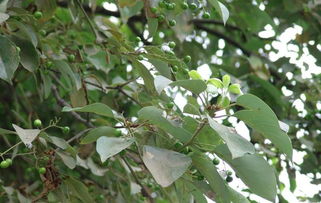 金銀木的養(yǎng)殖方法和注意事項(xiàng),金銀木種子怎么種植,金銀木適合庭院種植嗎