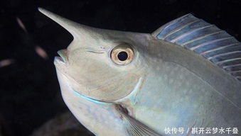 草魚(yú),養(yǎng)殖,注意事項(xiàng)