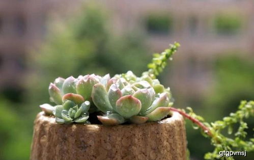 注意事項(xiàng),夏天,多肉露養(yǎng)