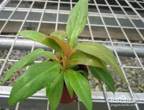 大青,養(yǎng)殖,注意事項,方法