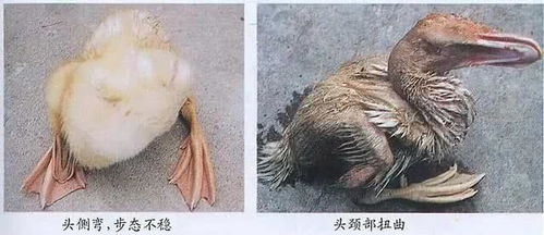 漿膜,注射,注意事項(xiàng)