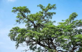 冬天移栽樹木注意事項(xiàng)