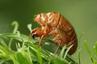 黃金蟬的養(yǎng)殖方法和注意事項(xiàng),養(yǎng)殖金蟬注意事項(xiàng),金蟬怎么吃及注意事項(xiàng)