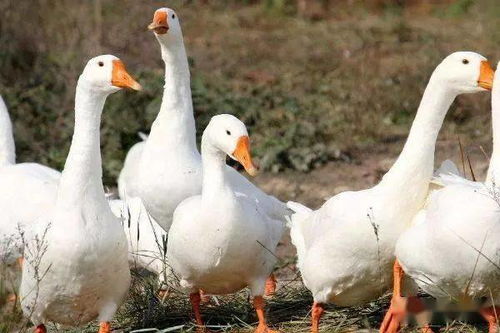 小鵝養(yǎng)殖注意事項(xiàng)