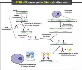 原位,雜交,注意事項