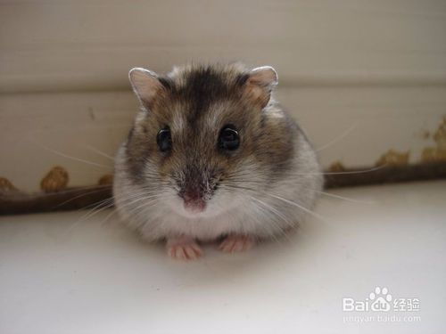 照顧倉鼠注意事項英文,倉鼠繁殖注意事項,倉鼠的飼養(yǎng)方法及注意事項