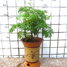 羽葉福祿桐的養(yǎng)殖方法和注意事項(xiàng),羽葉福祿桐的養(yǎng)殖方法和注意事項(xiàng)講解,福祿桐的養(yǎng)殖方法和注意事項(xiàng)有哪些