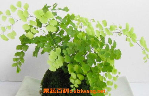 鐵線蕨種植方法和注意事項