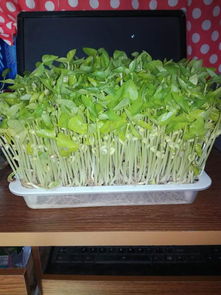 發(fā)豆芽的注意事項(xiàng),生豆芽的注意事項(xiàng),種豆芽的注意事項(xiàng)