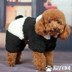 母狗,交配,初次,注意事項(xiàng)