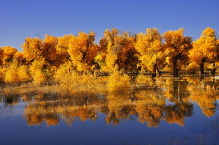 額濟納至銀川自駕注意事項
