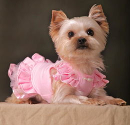 比熊配狗注意事項(xiàng),博美配狗注意事項(xiàng),法斗配狗注意事項(xiàng)