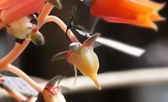 雜交授粉注意事項(xiàng)