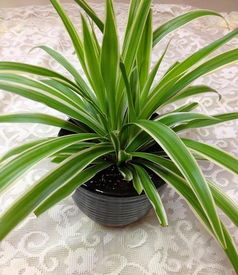 金魚吊蘭種植方法和注意事項(xiàng),牡丹吊蘭種植方法和注意事項(xiàng),盆栽吊蘭的養(yǎng)殖方法和注意事項(xiàng)