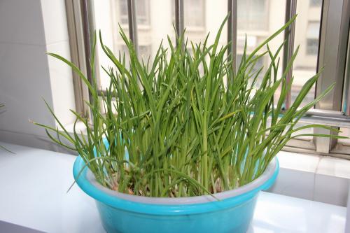 水培,豆芽,注意事項(xiàng)