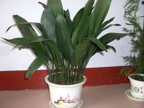 一葉蘭分盆需注意事項(xiàng)