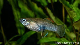 草魚(yú)的養(yǎng)殖方法和注意事項(xiàng),黃金草魚(yú)的養(yǎng)殖方法和注意事項(xiàng),金魚(yú)的養(yǎng)殖方法和注意事項(xiàng)
