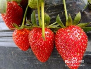 草莓移栽注意事項(xiàng),草莓種植注意事項(xiàng),草莓的養(yǎng)殖方法和注意事項(xiàng)