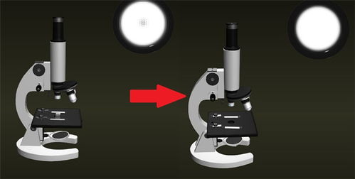 使用顯微鏡的注意事項鏡筒下降是眼睛應看