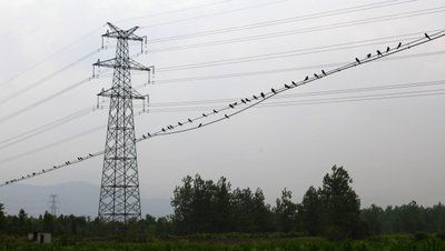 等待鳥兒回來的樹