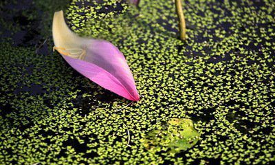 花瓣，在春風(fēng)中飄落（十七）