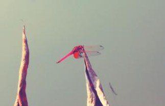 原來(lái)，愛(ài)情也可以不是玫瑰色