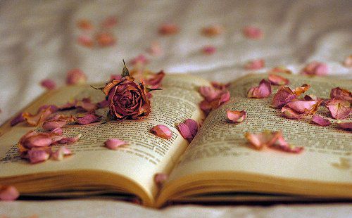 玫瑰偶爾也有凋零時