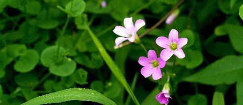 當愛走進心靈，還有什么癥結不能融化的？