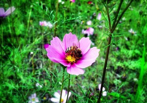 我是來打醬油的