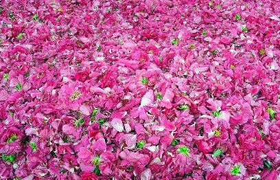 驚心動魄的玫瑰