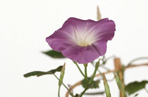 懂得感恩，學(xué)會珍惜